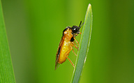Sawfly (Athalia sp.)